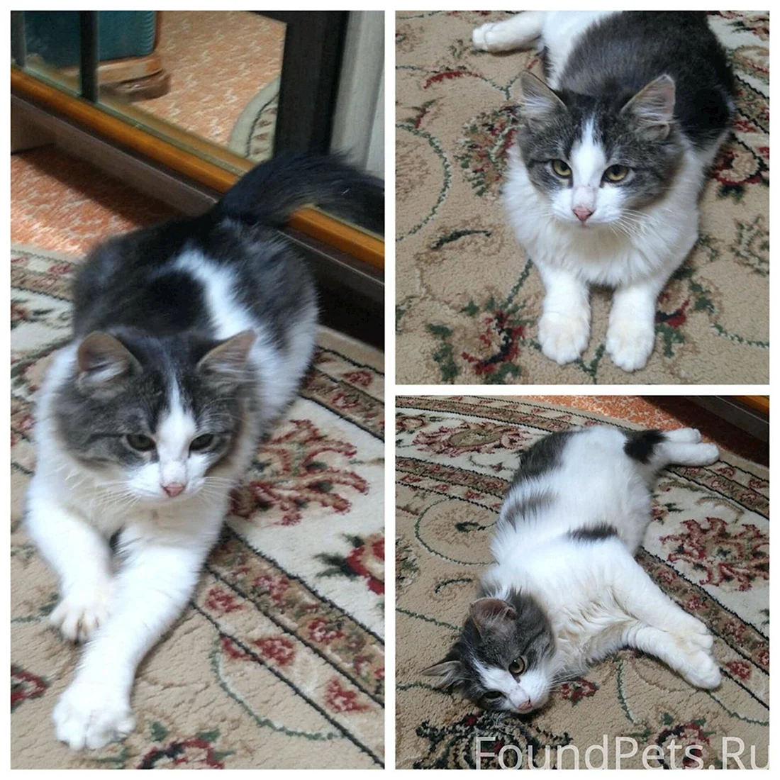 Кот Барсик