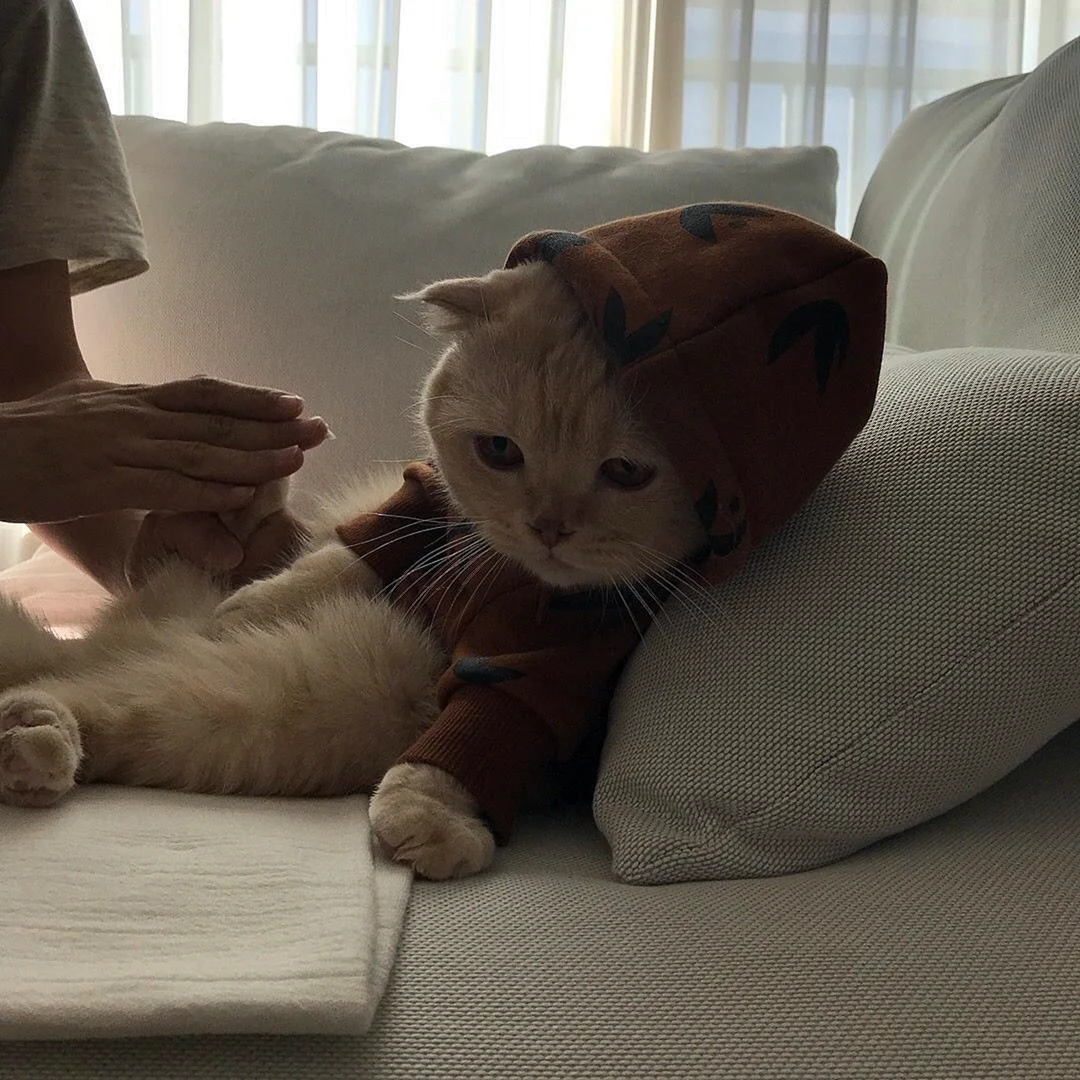 Кот Эстетика