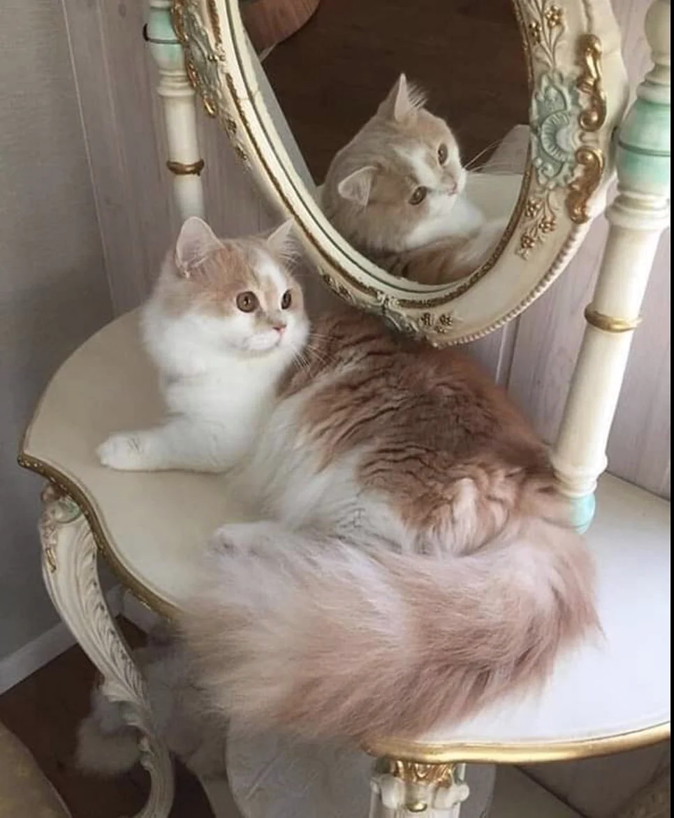 Кот Эстетика