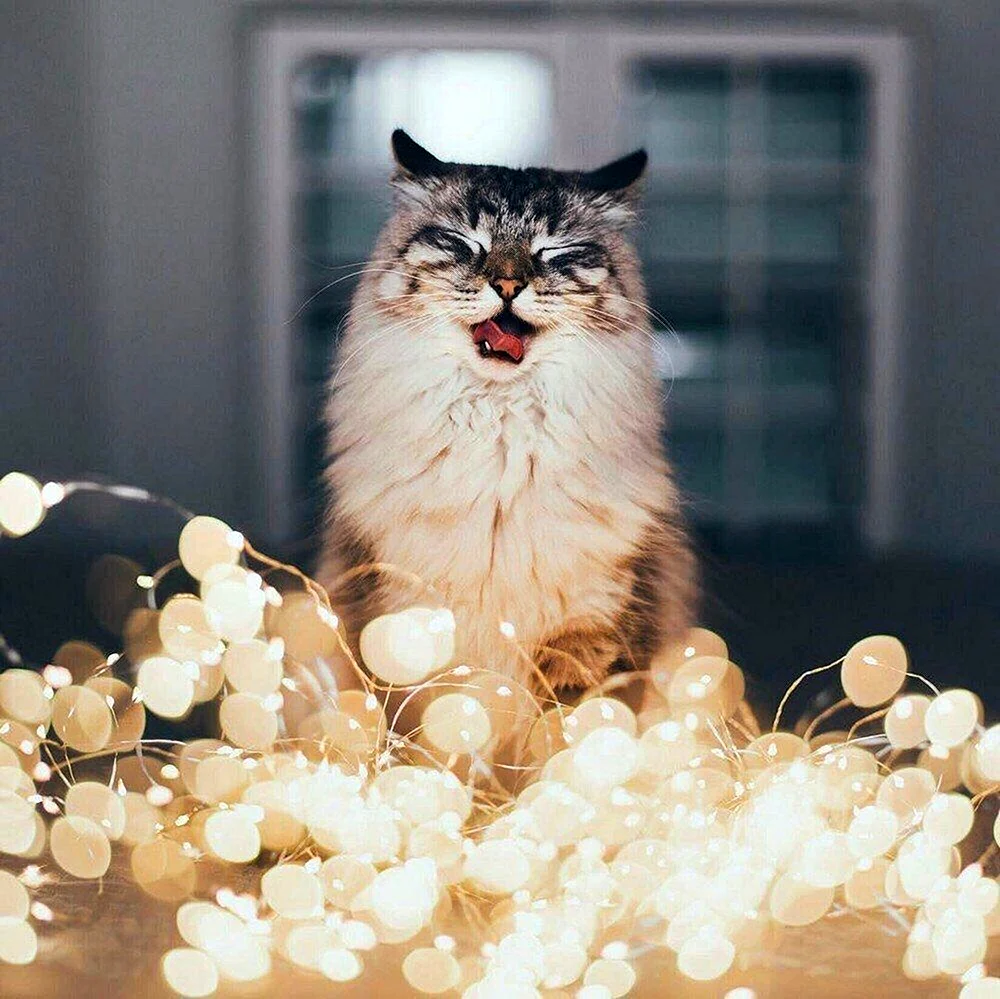 Кот Эстетика