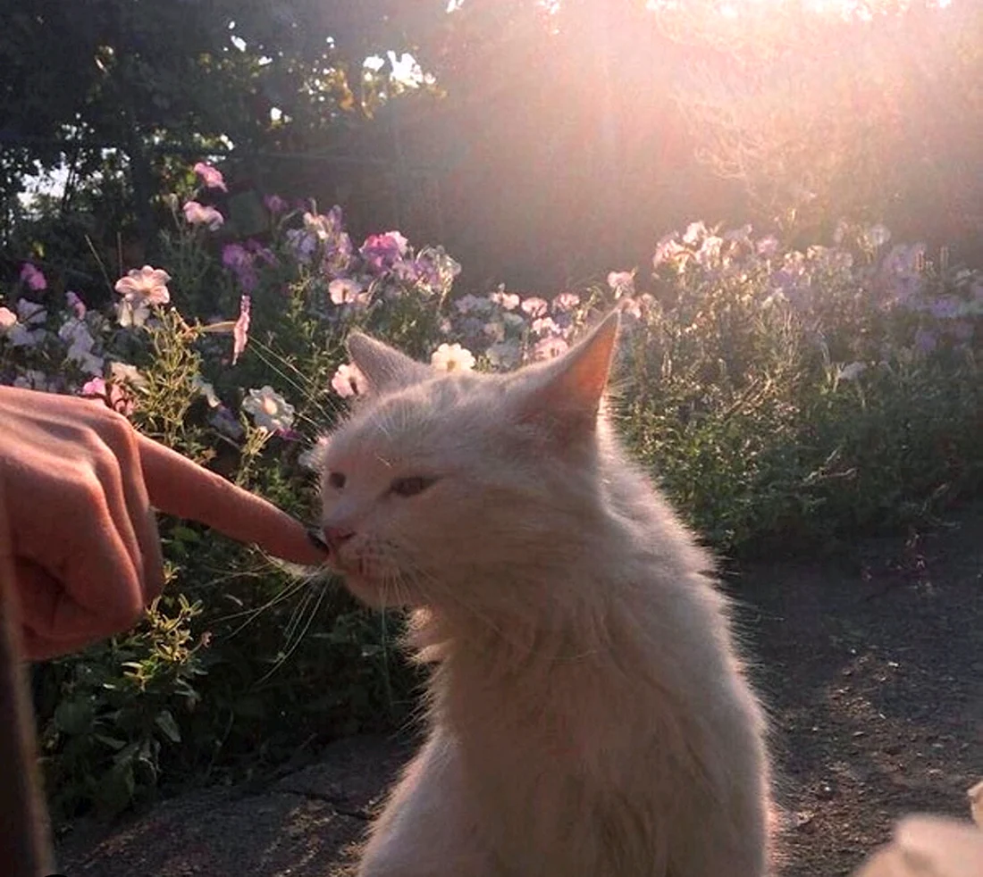 Кот Эстетика