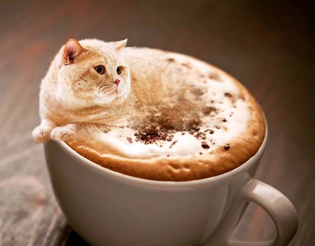 Кот и кофе