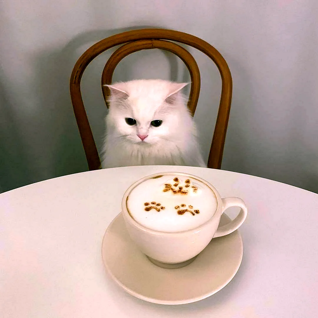 Кот и кофе