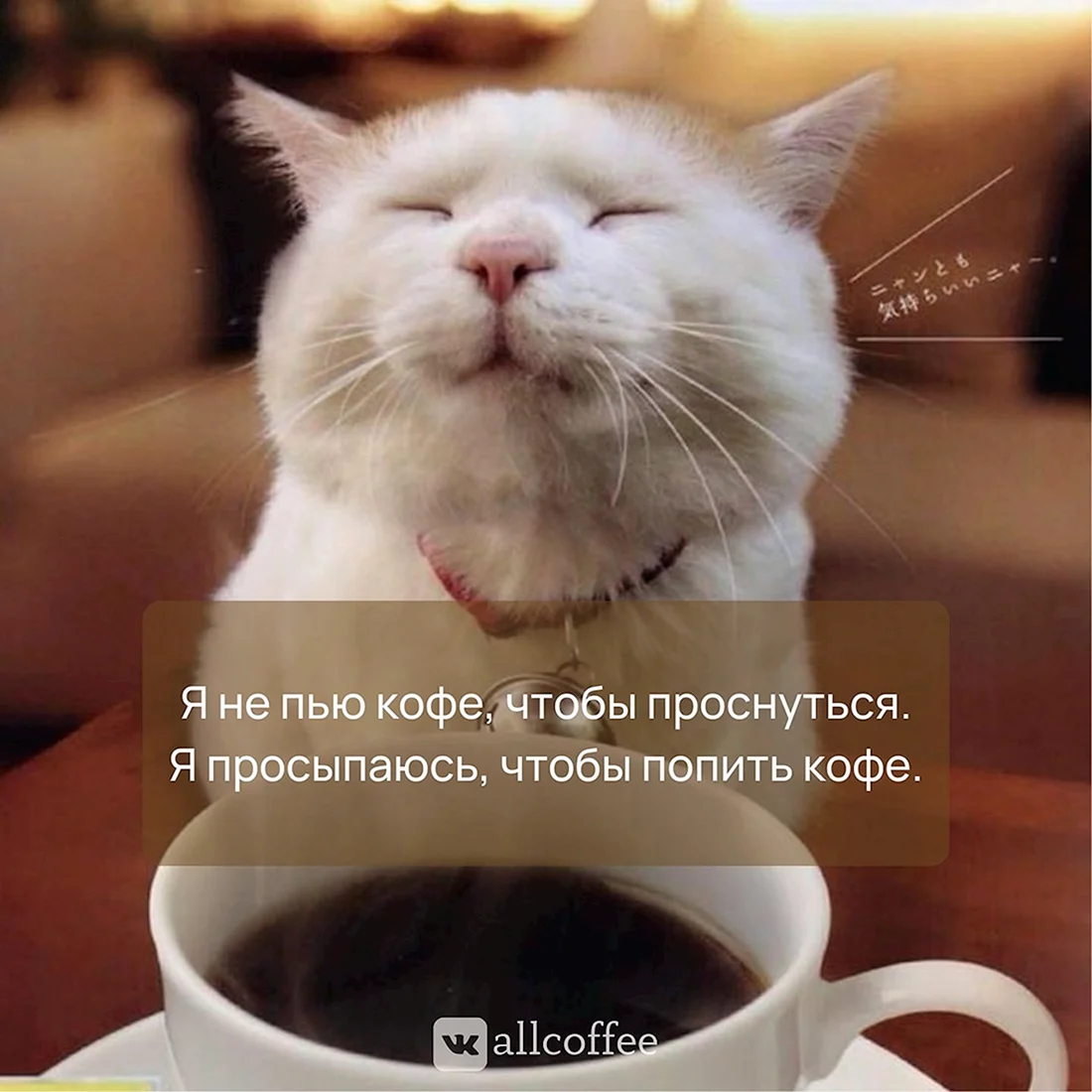 Кот и кофе