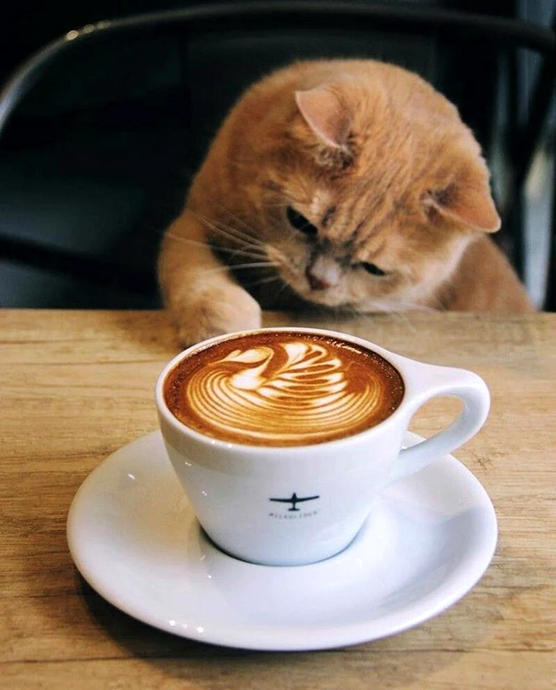 Кот и кофе