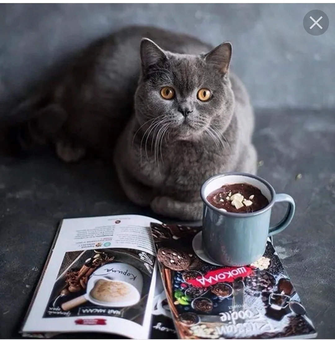 Кот и кофе
