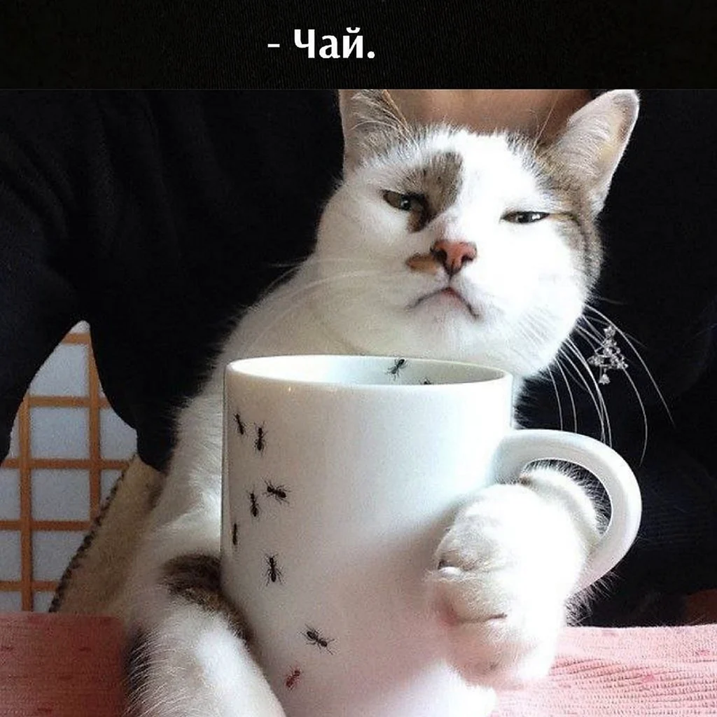 Кот и кофе