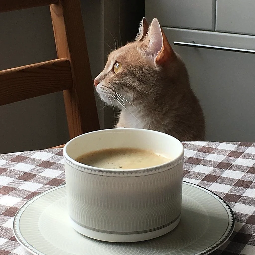 Кот и кофе
