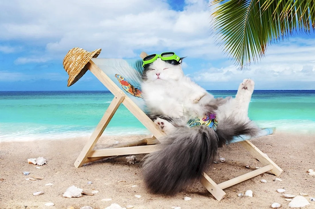 Кот отдыхает