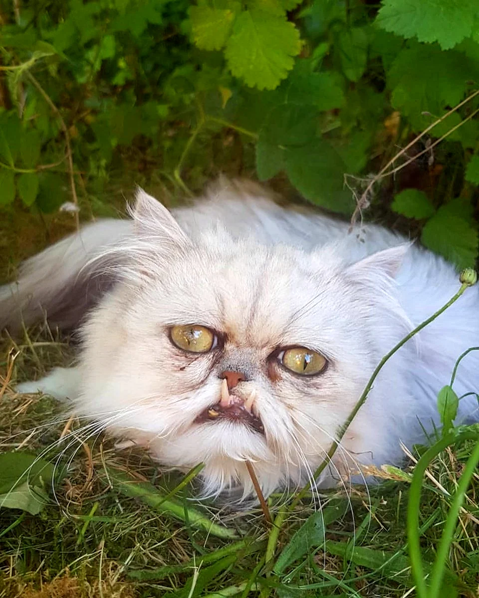 Кот Персидская шиншилла Вилфред