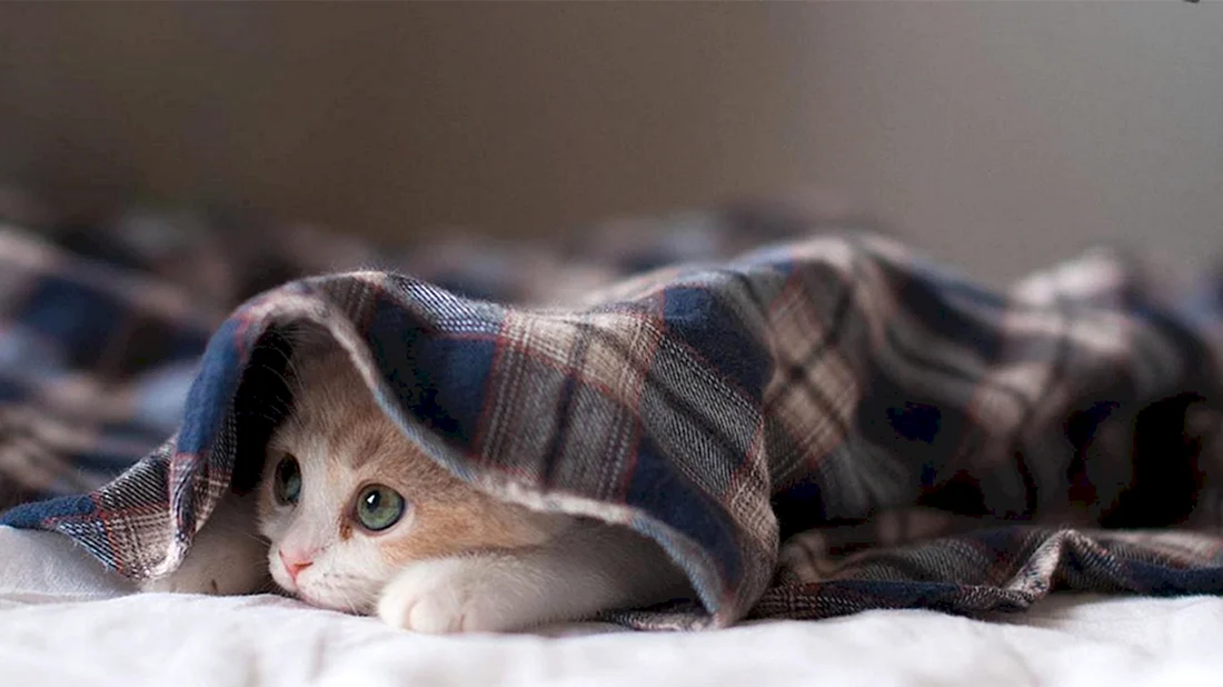 Кот под одеялом