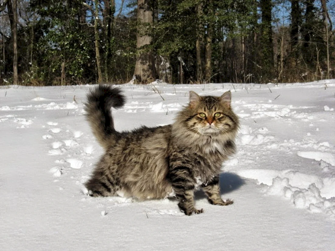 Кот сибирской породы