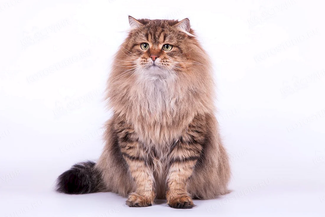 Кот сибирской породы