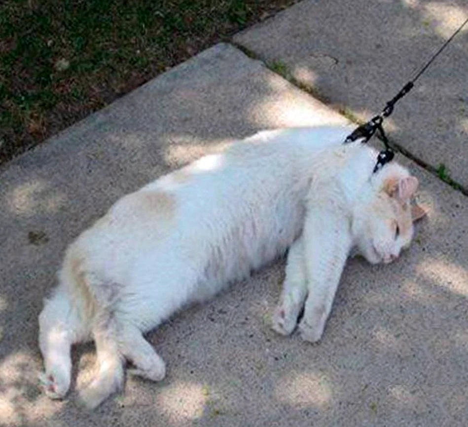 Кот тащит