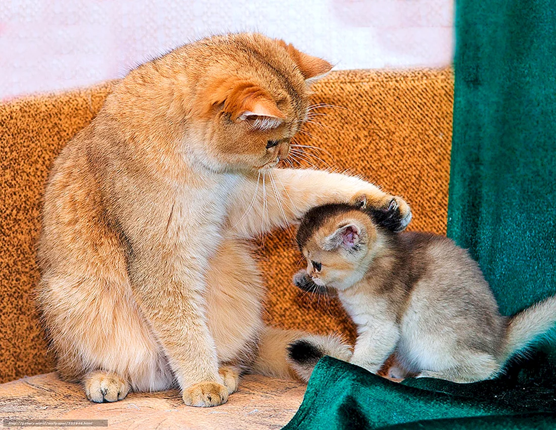 Кот успокаивает
