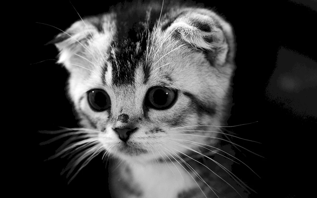 Котенок черно-белый