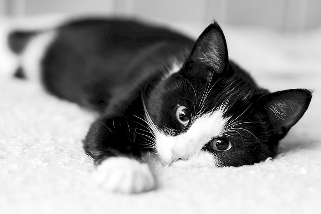 Котенок черно-белый