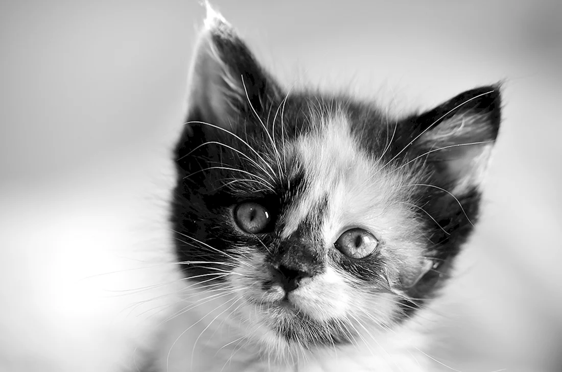 Котенок черно-белый
