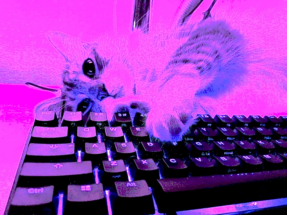 Котенок на клавиатуре