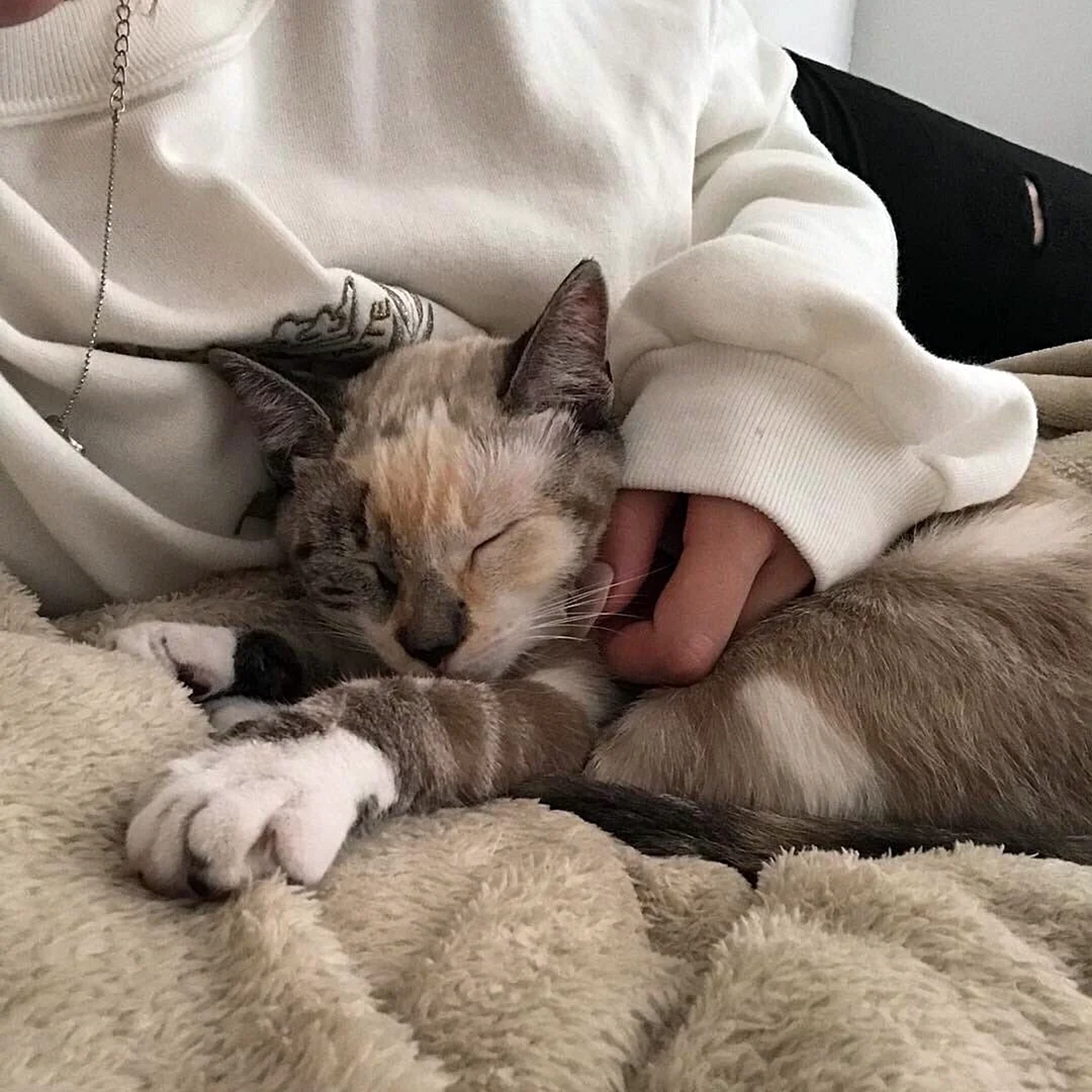 Котята Эстетика