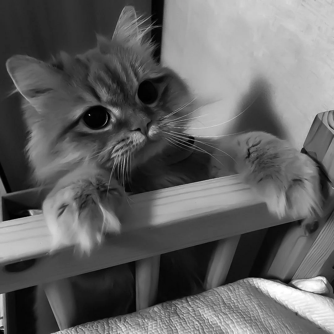 Котята Эстетика