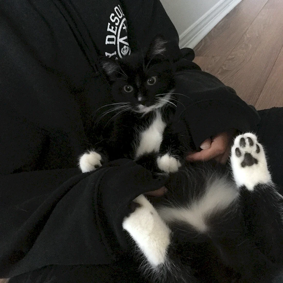 Котята Эстетика