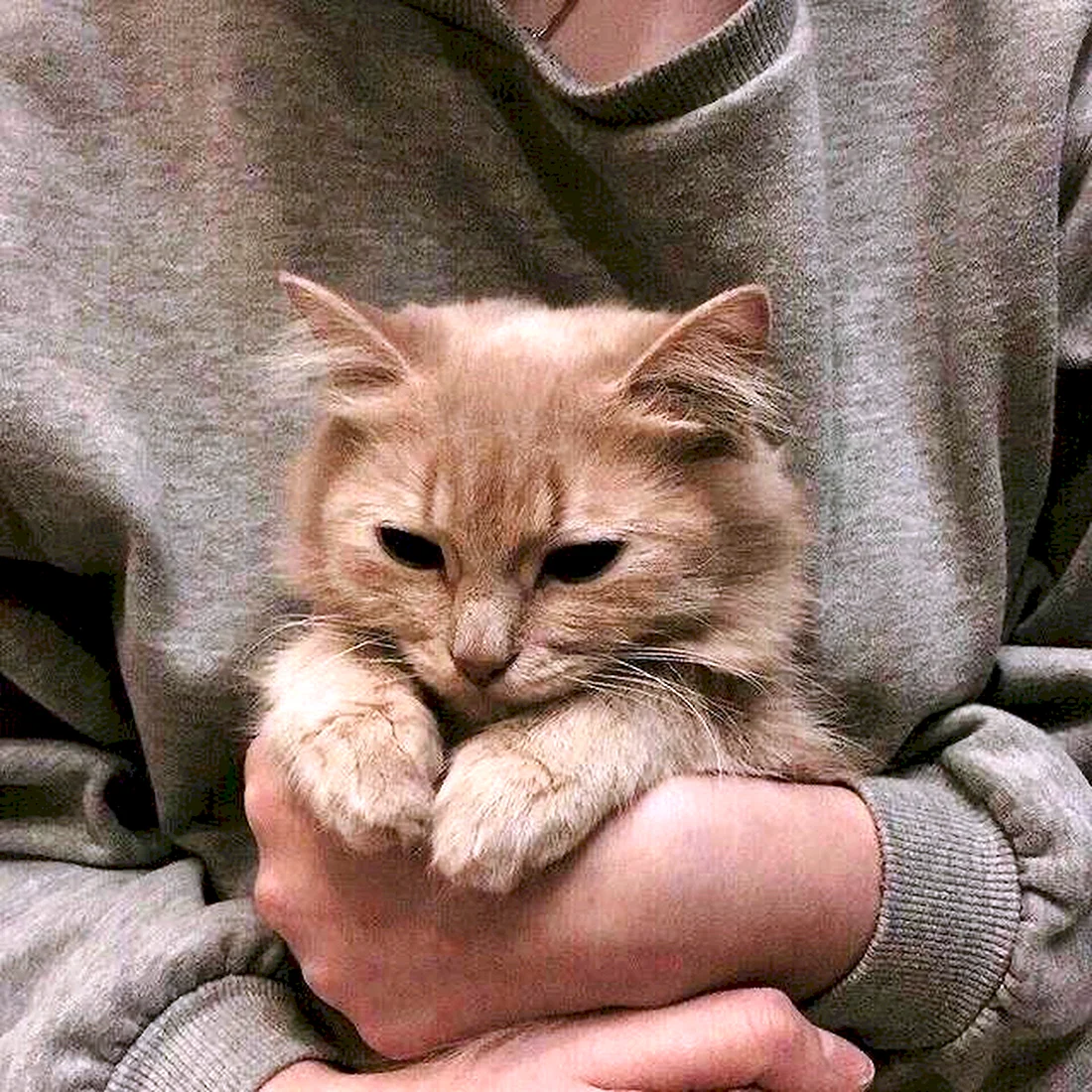 Котята Эстетика