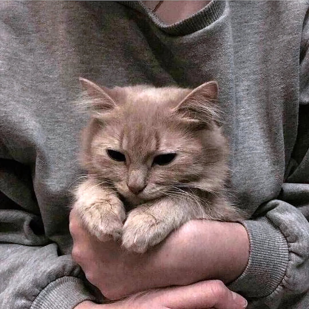 Котята Эстетика