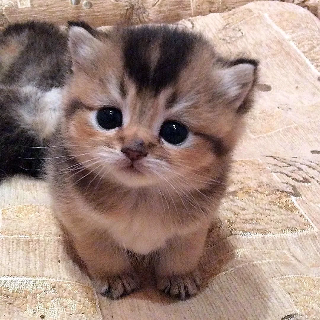 Котята милашки