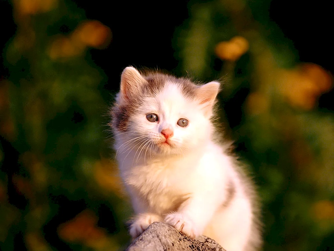 Котята милые и пушистые