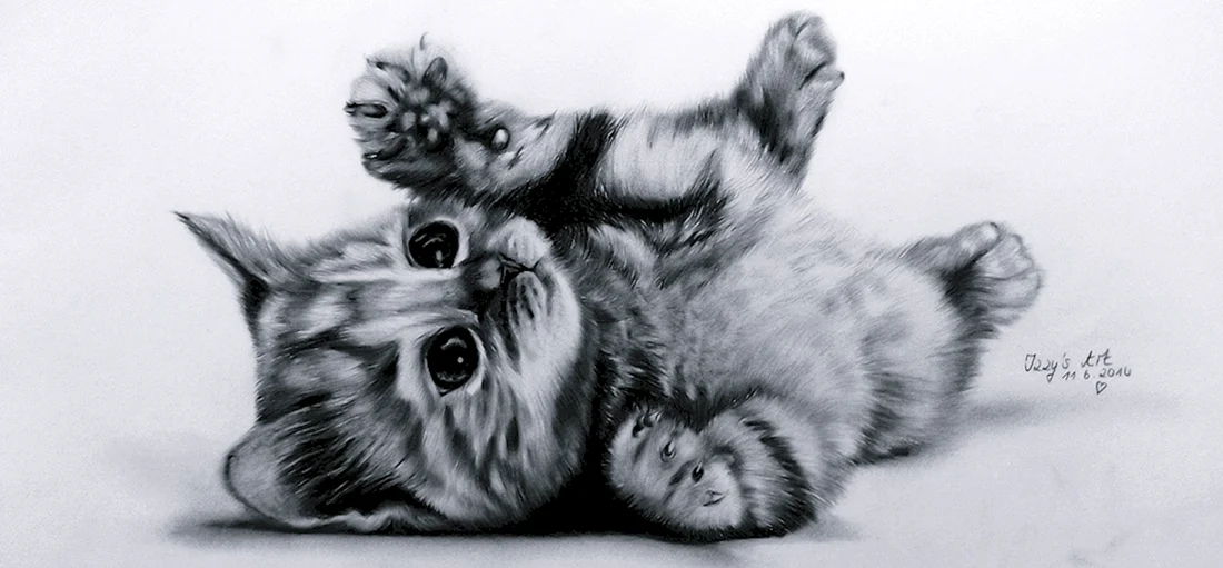 Котик рисунок