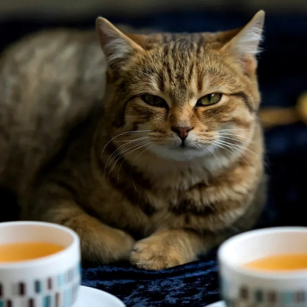 Котик с чаем