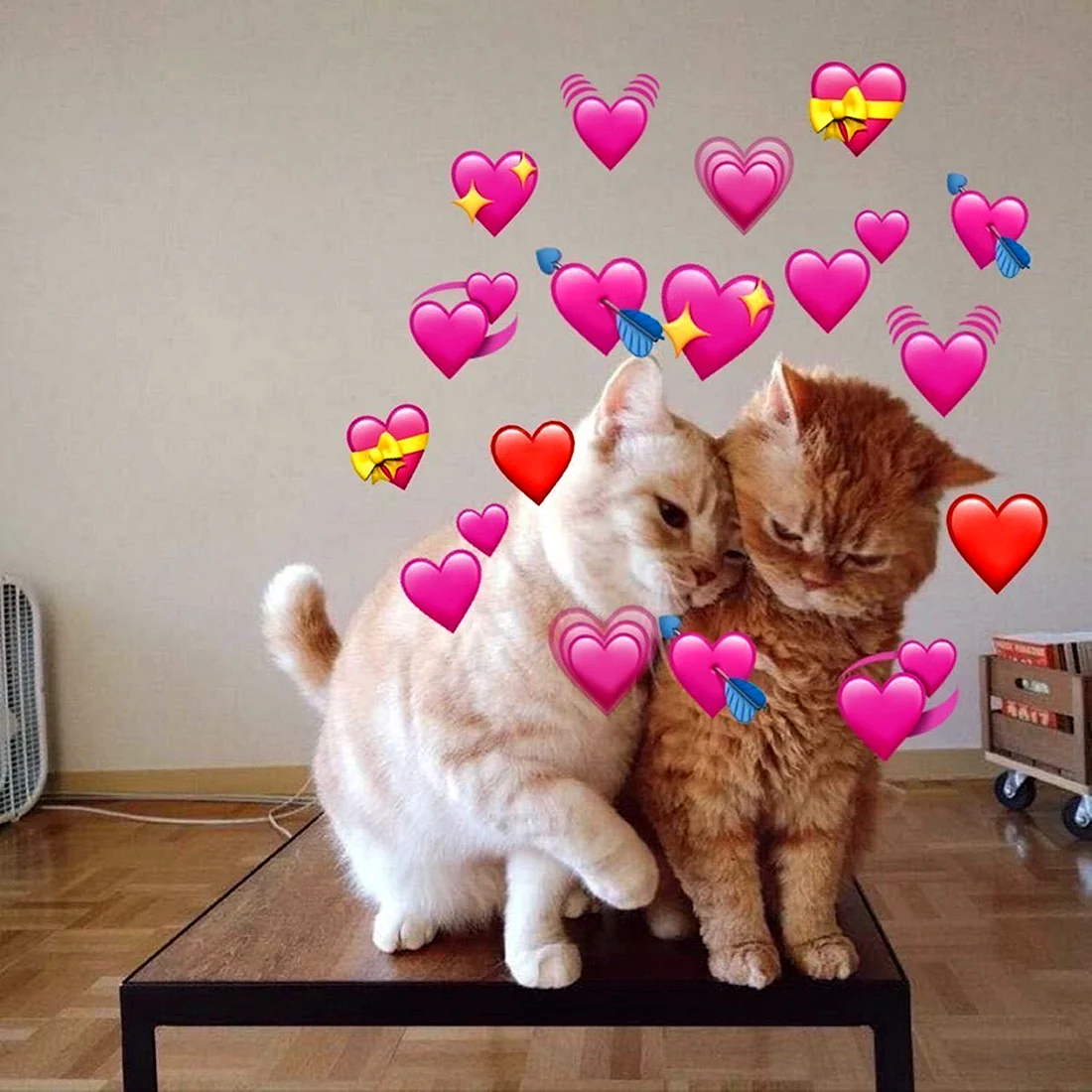Котик с сердечком