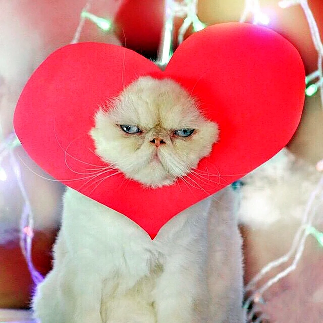 Котик с сердечком