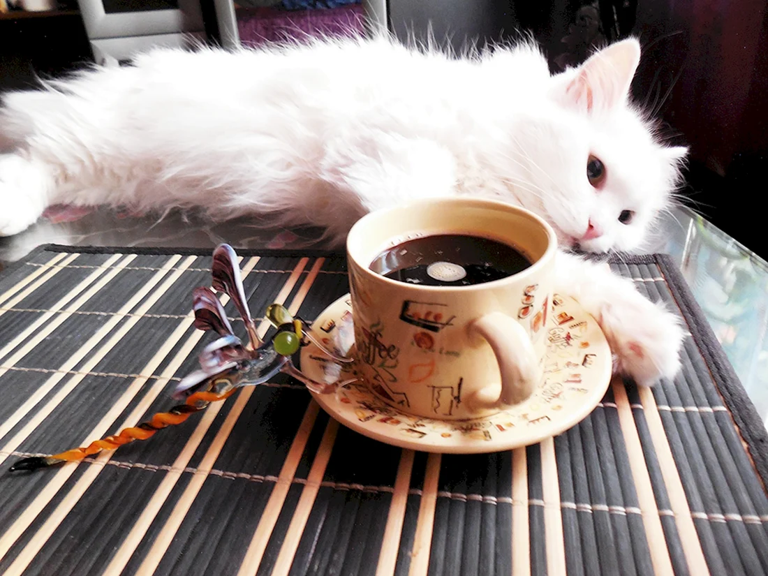 Котик утро