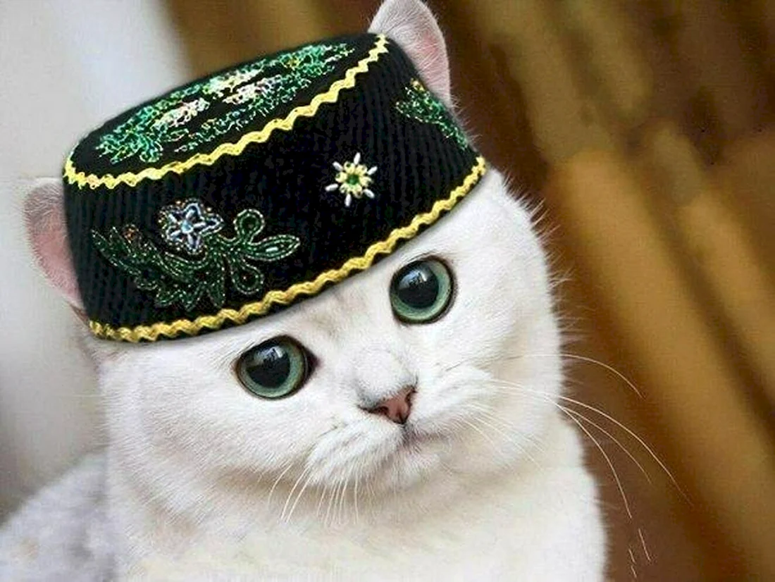 Котик в тюбетейке