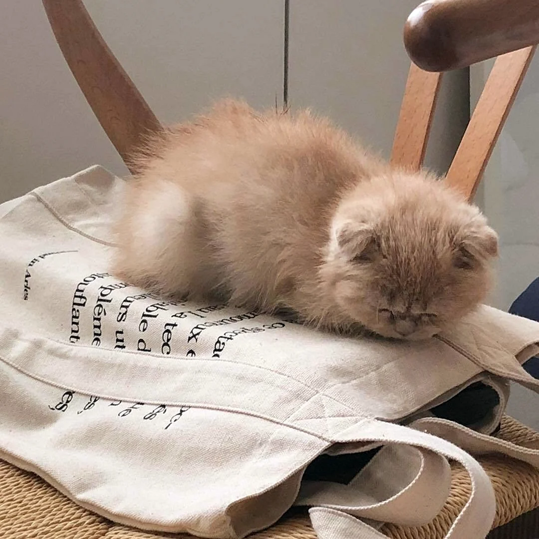 Котики для эстетики