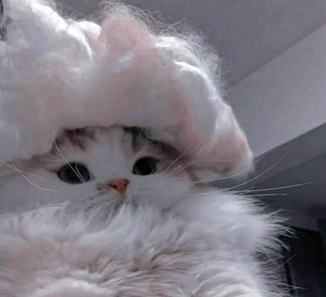 Котики Эстетика