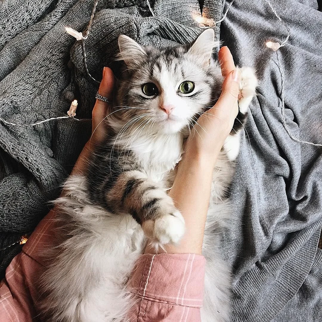 Котики Эстетика