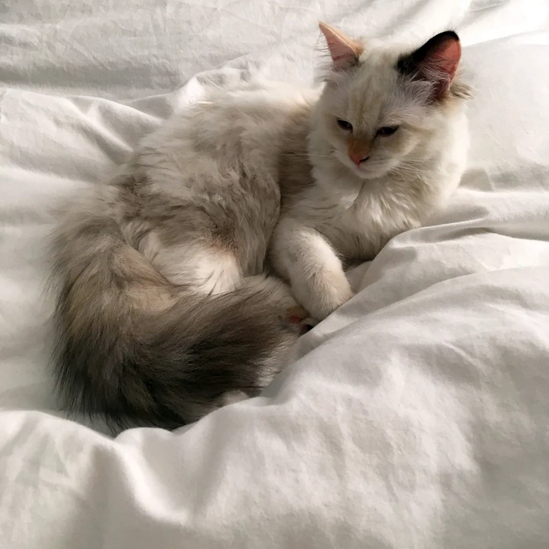 Котики Эстетика