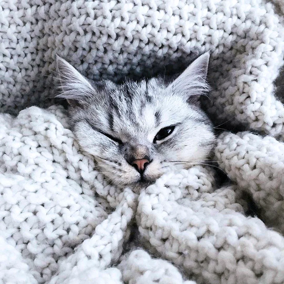 Котики Эстетика