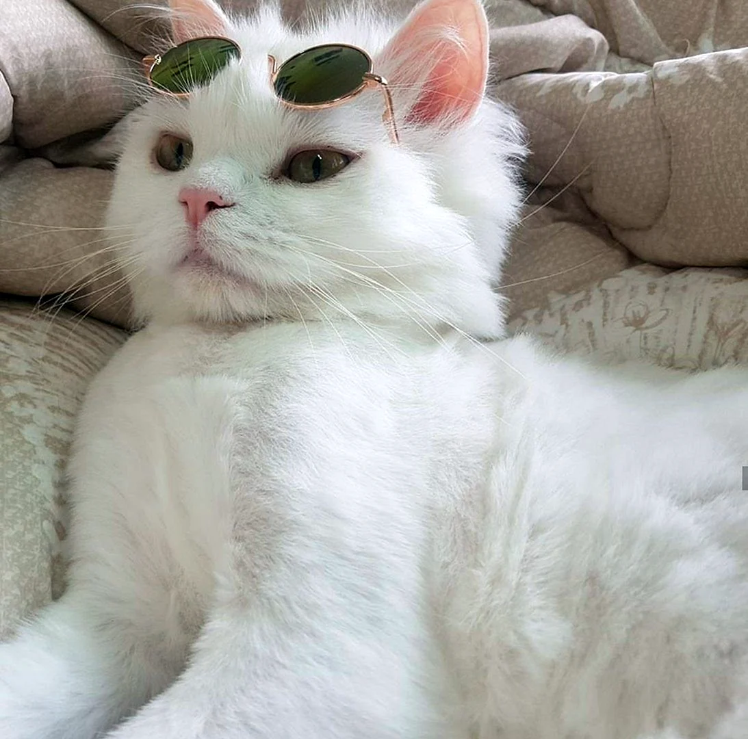 Котики Эстетика
