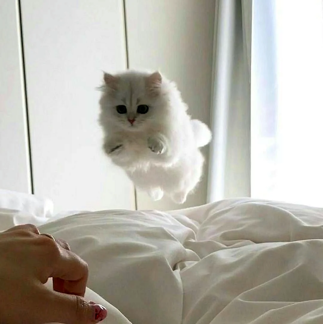 Котики Эстетика