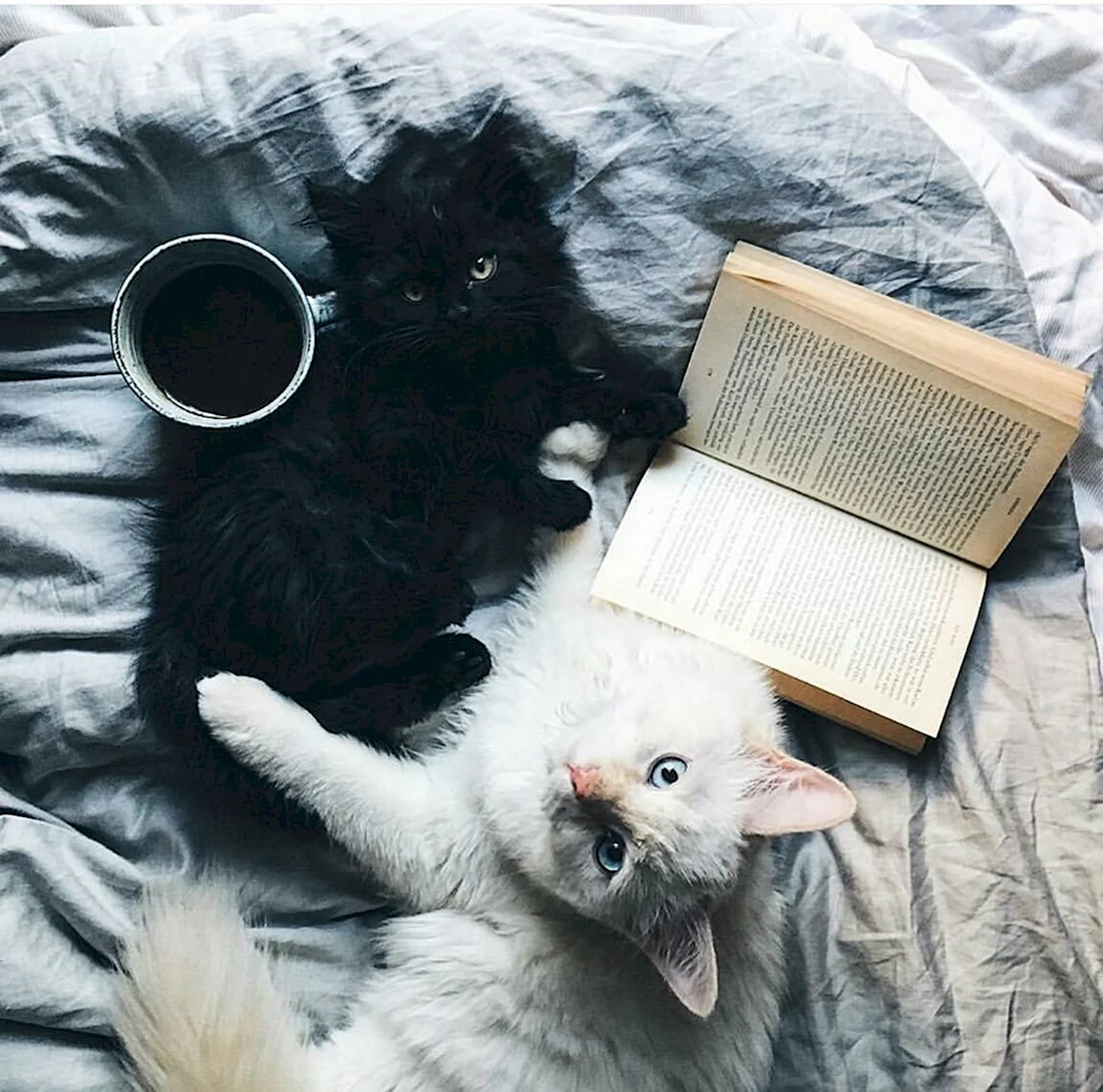 Котики Эстетика
