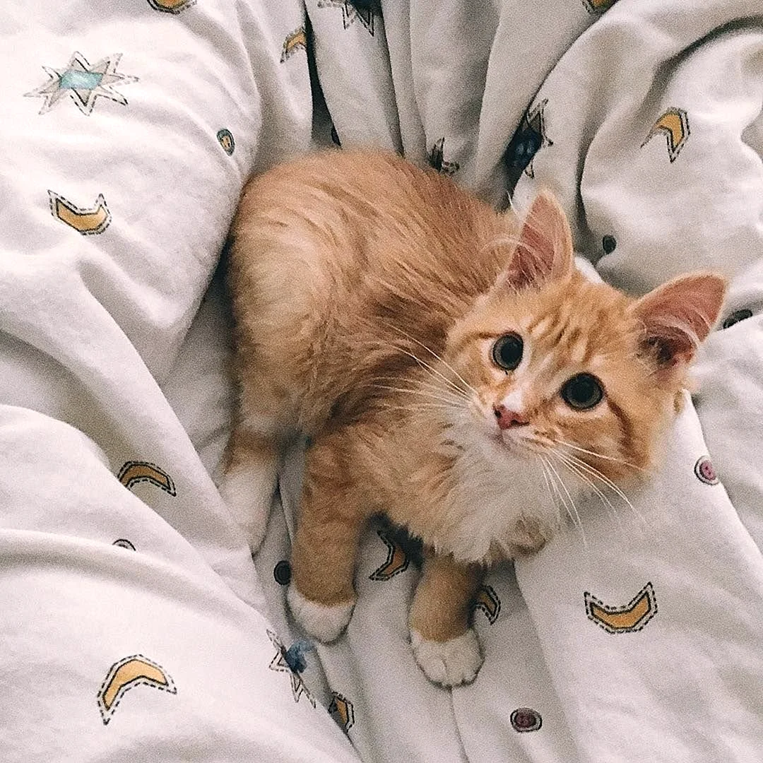 Котики Эстетика
