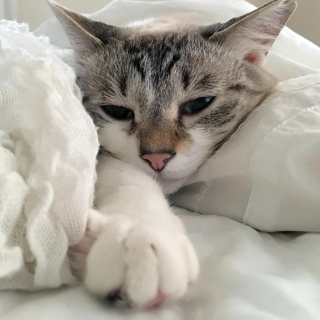 Котики Эстетика