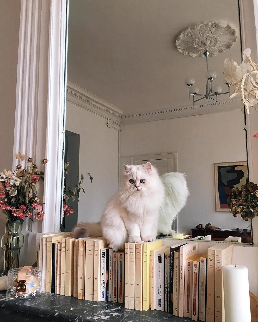 Котики Эстетика
