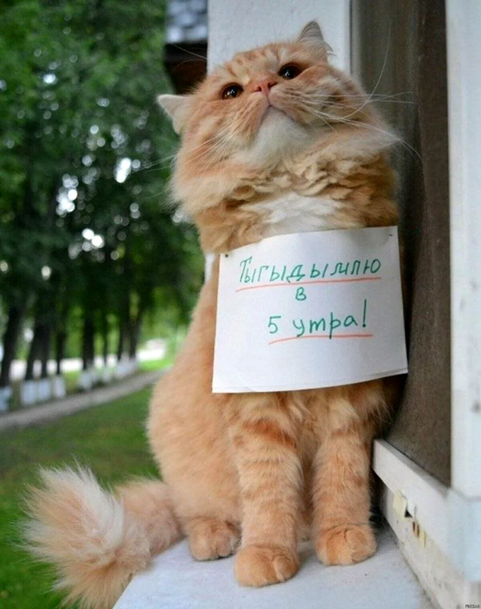 Котики с надписями