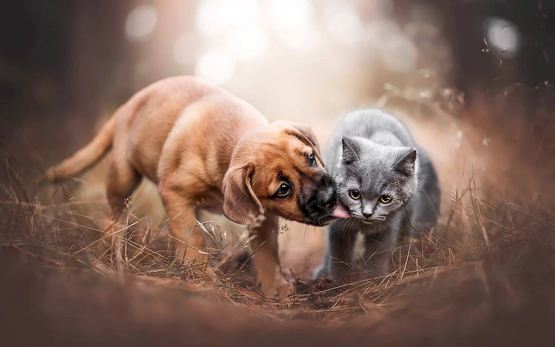 Котики собачки