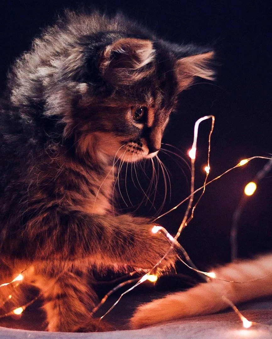 Коты